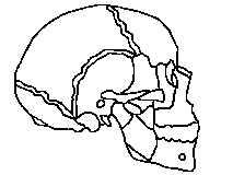 http://www.gwc.maricopa.edu/class/bio201/skull/sk0l.gif