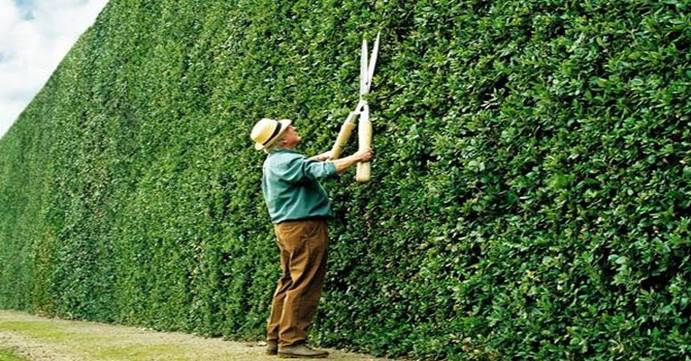 hedge with clippers